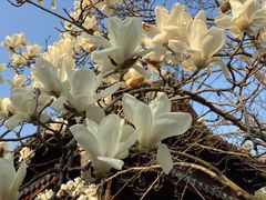 -家烧面馆【南山路知名经典面食】