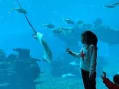 -海棠湾洲际-涛·海底餐厅·美人鱼·自助餐·海底隧道