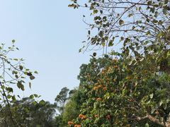 -广州莲花山旅游区