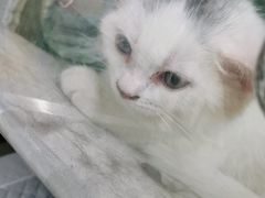 -A猫a狗全科·犬猫异宠·芥西宠物医院(南开总院)