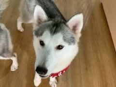 -Husky Go! 哈士奇体验馆·宠物咖啡厅狗咖