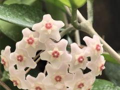 -上海辰山植物园