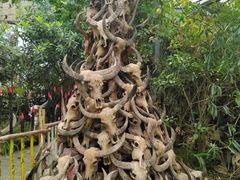 -呀路古热带植物园