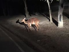 -清迈夜间动物园