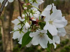 -三圣花乡旅游区