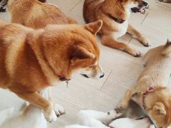 -柴犬高等学院·狗咖·柴犬售卖·宠物训练