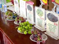 -马陆小张葡萄园农家乐