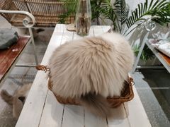 -共舞时光猫咖·狗咖(新街口店)