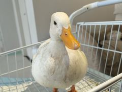 -怪兽屋·羊驼·猫咖·狗咖(俊华广场店)