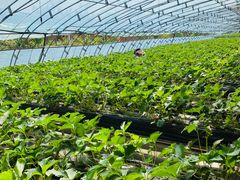 -甜心庄园·甜心草莓采摘园(西青中北店)