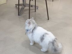 -共舞时光猫咖·狗咖(新街口店)