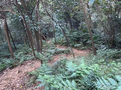 -黄埔油麻山森林公园