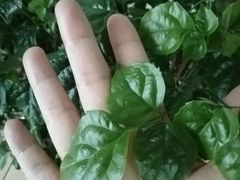 -金科花卉市场