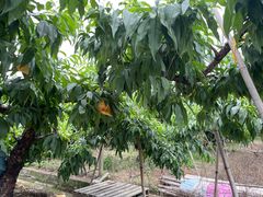 -老袁家蜜桃农场·阳山水蜜桃