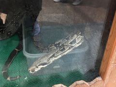 -上海大自然野生昆虫馆(东方明珠·爬宠昆虫探索中心)