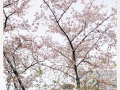 -嘉定紫藤园