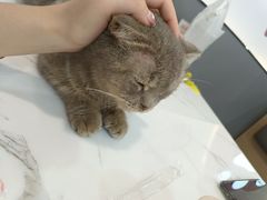 -喵园·猫主题咖啡厅·撸猫·猫咖(国贸店)