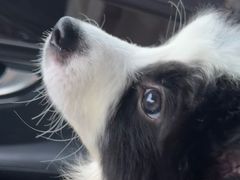 -翊宠yipet猫狗购宠庄园