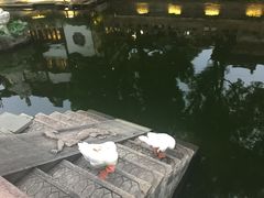 -豫园湖心亭茶楼