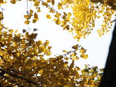 -四川大学(华西校区)