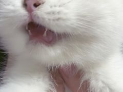 -momokira米努特·德文卷毛猫·棉花面纱犬