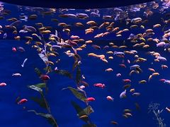 -欢乐海岸海洋奇梦馆
