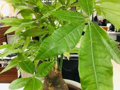 -上海宝信宝马4S店