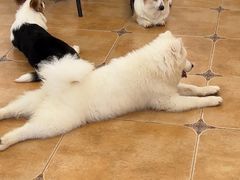 -Let's go狗咖·猫咖·奶狗·桌游(春熙路IFS店)