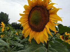 -北京东方普罗旺斯薰衣草庄园