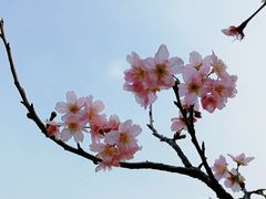 -王借岗森林公园