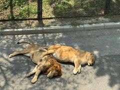 -大连森林动物园