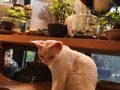 -自由生长植物工作室(深港花卉中心店)