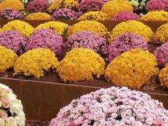 -重庆市江北嘴中央商务区中央公园