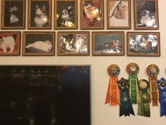 -猫大福·Fortune Cat猫舍(百子湾店)