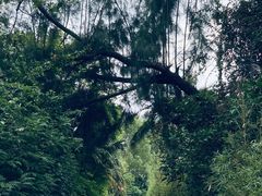 -华侨城湿地公园