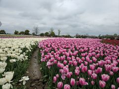 -荷兰花海