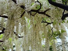 -嘉定紫藤园