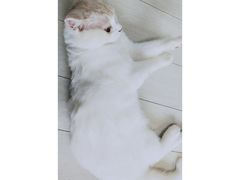 -喵的天空名猫咖啡馆·撸猫·猫舍·用品