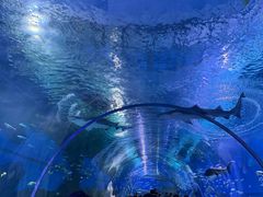 -海合安武汉极地海洋公园