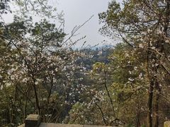 -南山植物园