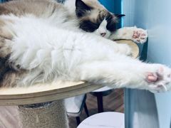 -Let's go狗咖·猫咖·奶狗·桌游(春熙路IFS店)