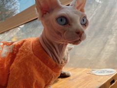 -猫小院猫主题咖啡厅(北锣店)