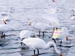 -烟墩角天鹅湖