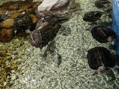 -顺德南宏海立方海洋公园