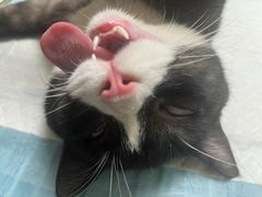 -乐琪宠物医院·犬猫专科·骨外科·急重症