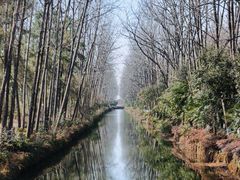 -合肥滨湖国家森林公园