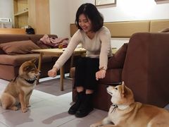 -柴务处·柴犬主题狗咖