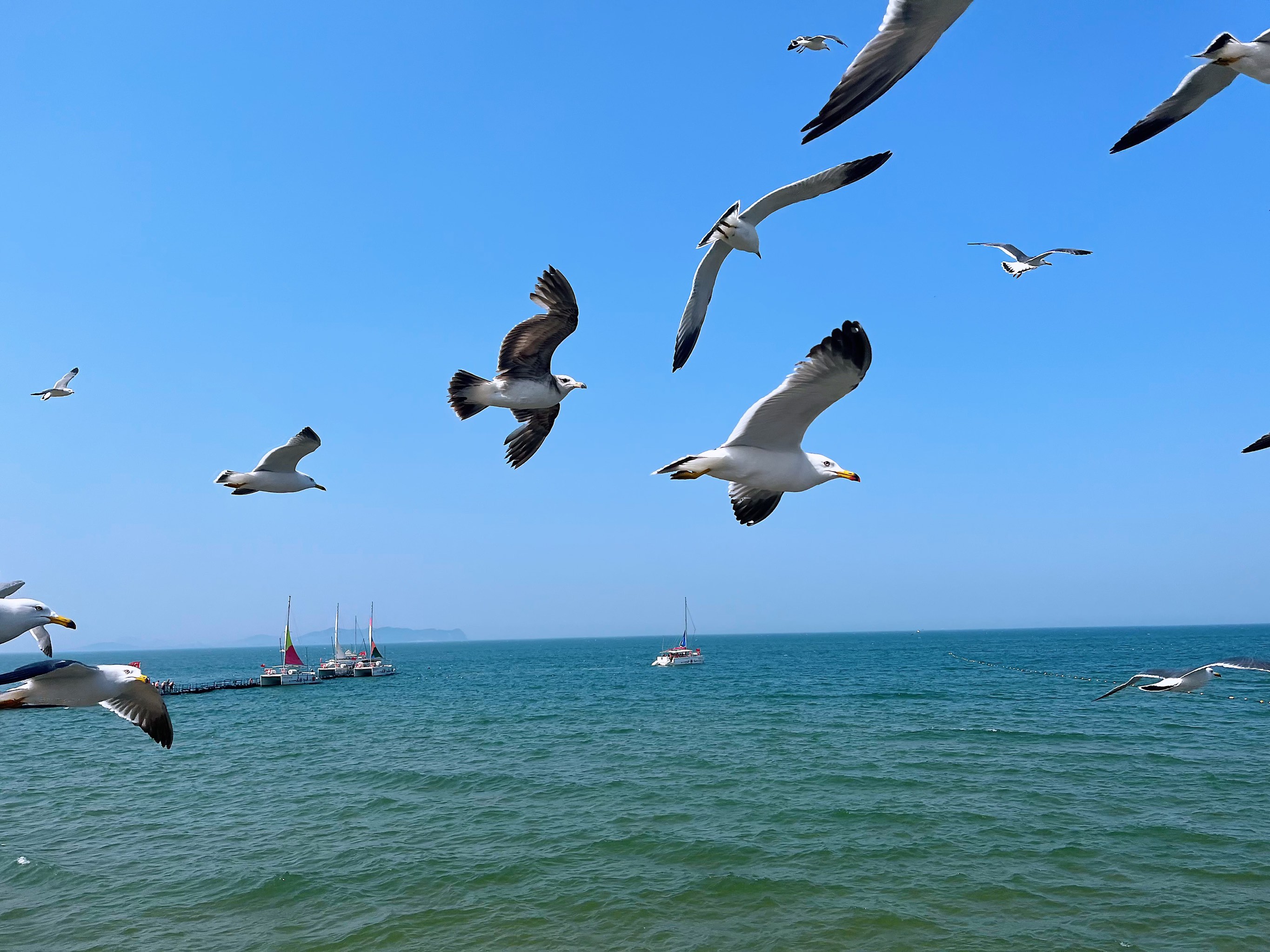 海鸥图片大全真实图片