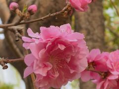-海棠花溪(元大都城垣遗址公园)