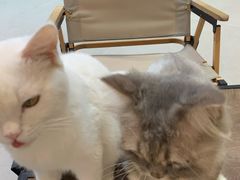 -Heymao猫咖.咖啡厅(东门店)